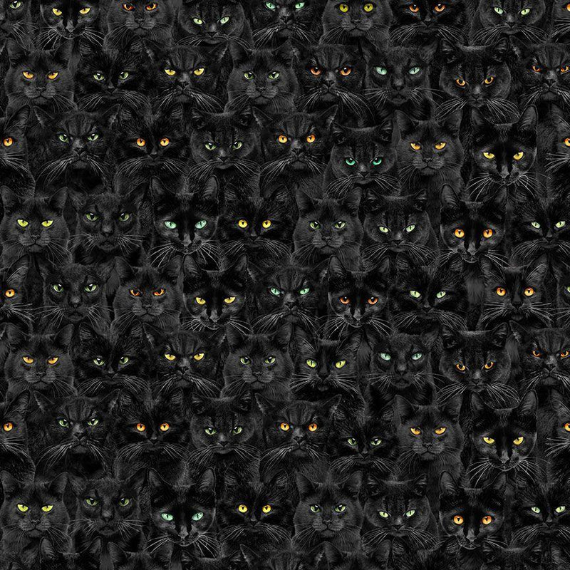 Black Cats w Colored Eyes