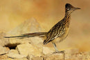 Eastbound Roadrunner Panel 18" x 12"