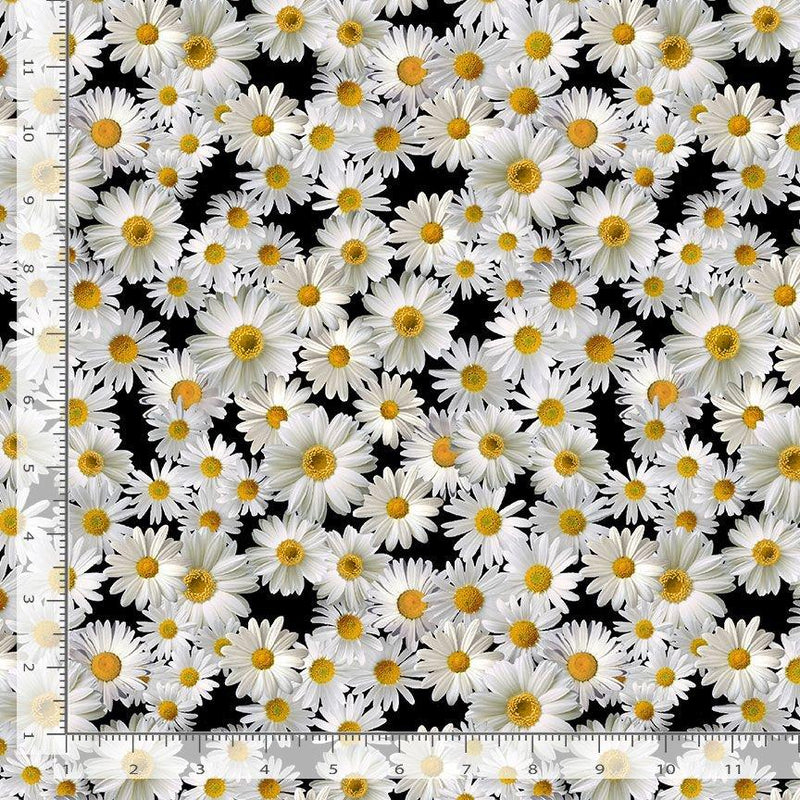 Packed Daisy Blooms on Black