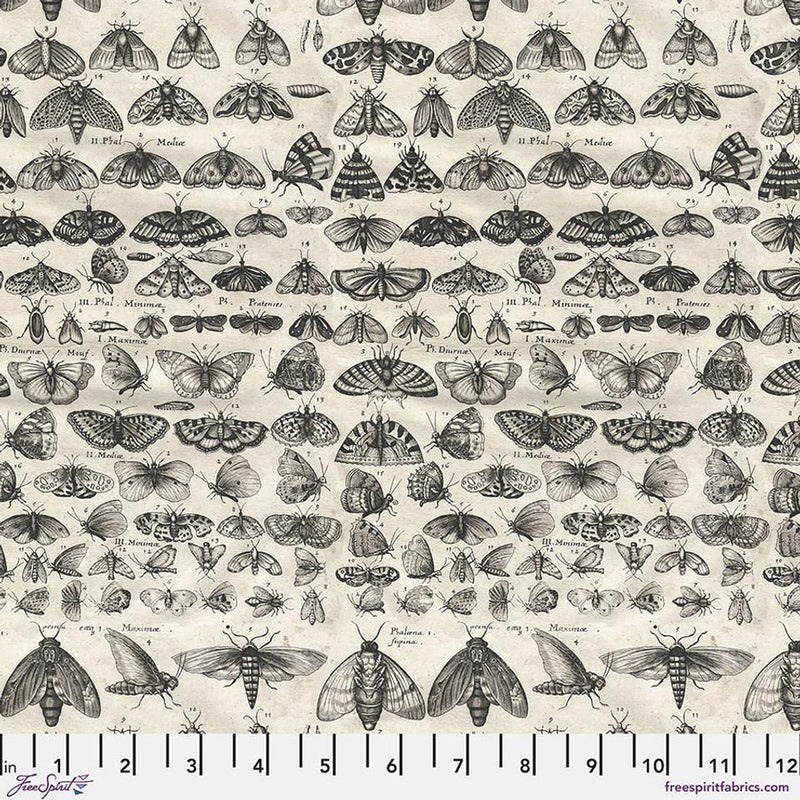 Palette Charcoal Moths