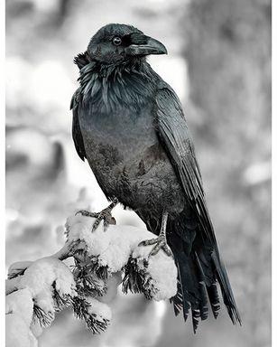 PANEL: Raven Call of the Wild