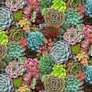 Succulents in cluster green turquoise mix of reds & peach