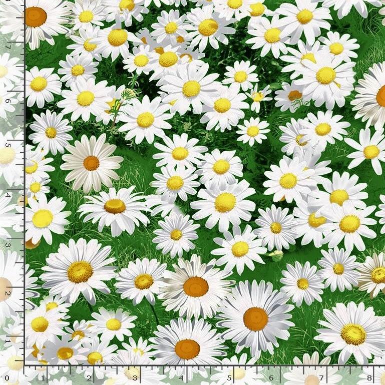 Daisies on Green