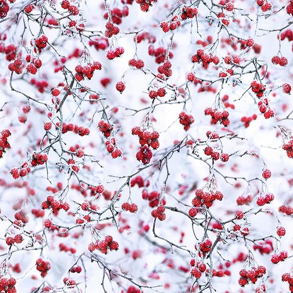 SALE: Red Berries on Branch