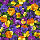 Packed Pansies on Black