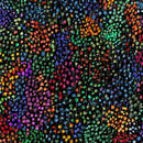 Petal Garland Curtain on Black