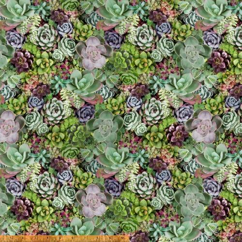 Packed Succulents