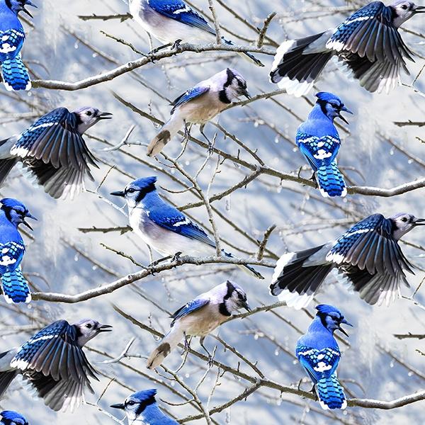 Blue Jays on Trees in Winter