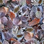 Frosty leaves on ground