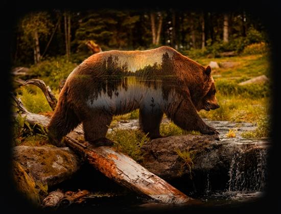 Panel: Bear w Reflections, Browns